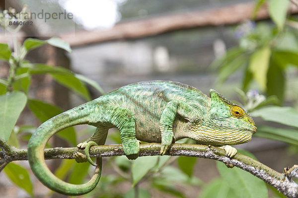 Parsons Chamäleon (Calumma parsonii) sich auf einem Ast  Weibchen  Exotic Parc  Peyriar  Madagaskar