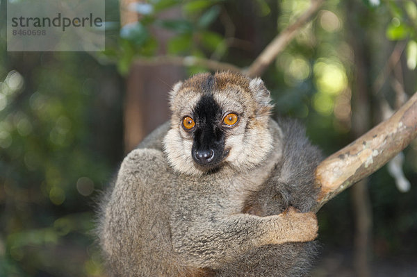Rotstirnmaki (Eulemur rufifrons)  Vakona Park  Madagaskar