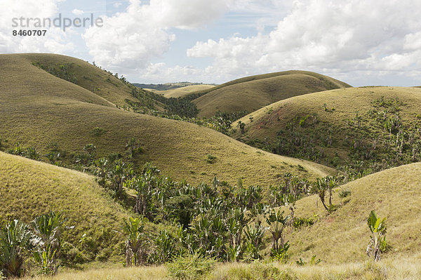 Entwaldete Hügel  in den Niederungen Wald aus Baum der Reisenden (Ravenala madagascariensis) in natürlichem Habitat  bei Manakara  Madagaskar