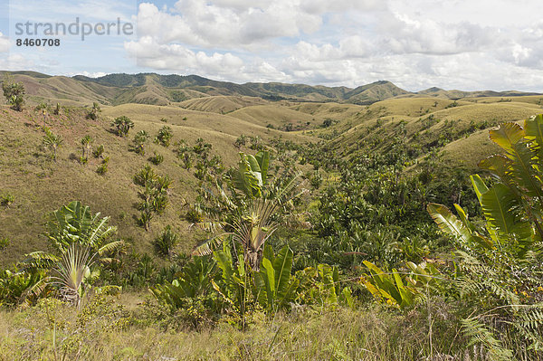 Entwaldete Hügel  In den Niederungen Wald aus Baum der Reisenden (Ravenala madagascariensis) in natürlichem Habitat  bei Manakara  Madagaskar