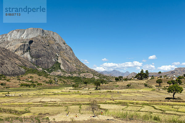 Landschaft  Reisfelder der Volksgruppe der Betsileo in Terrassen  felsiger großer Berg  Anja-Park bei Ambalavao  Madagaskar