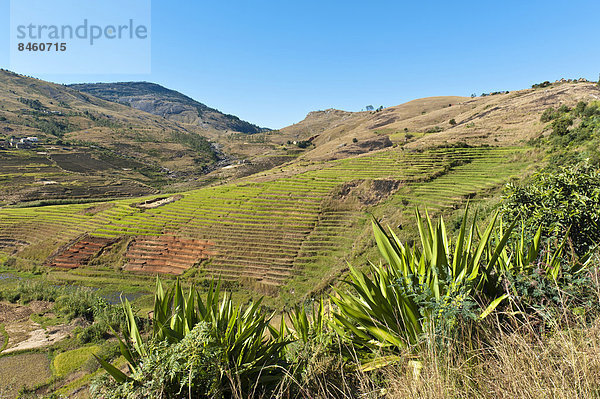 Landschaft  Reisfelder der Volksgruppe der Betsileo in steilen Terrassen  felsige Berge  Anja-Park bei Ambalavao  Madagaskar