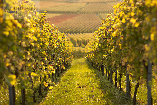 Herbst im Weinberg  Großheppach  Baden-Württemberg  Deutschland