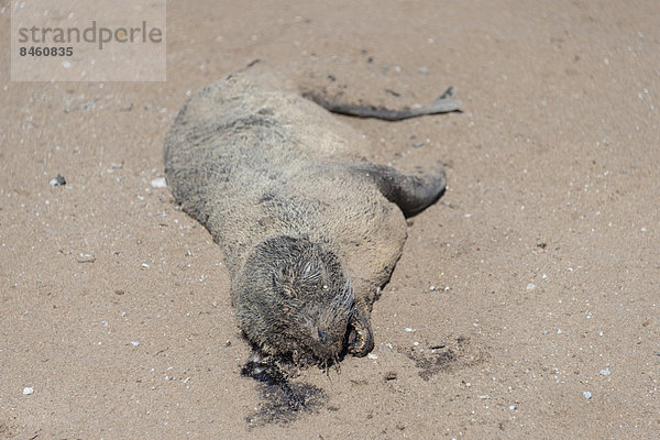 Totes Robbenbaby  Südafrikanischer Seebär (Arctocephalus pusillus)  Dorob-Nationalpark  Kreuzkap  Namibia