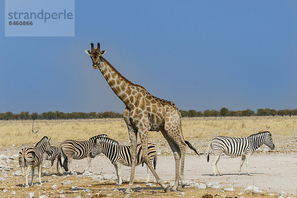 Giraffe (Giraffa camelopardalis) vor Zebras  Etosha-Nationalpark  Namibia