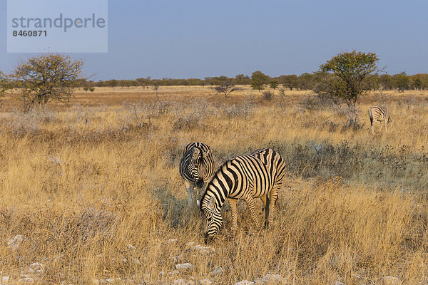 Steppenzebras (Equus burchellii)  Etosha-Nationalpark  Namibia
