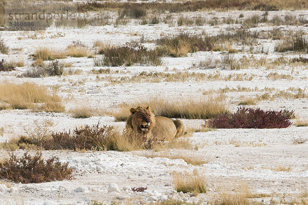 Löwe (Panthera leo)  Männchen liegt vollgefressen am Rand der Etosha-Salzpfanne  Etosha-Nationalpark  Namibia