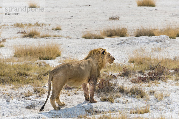 Löwe (Panthera leo)  Männchen  vollgefressen  am Rand der Etosha-Salzpfanne  Etosha-Nationalpark  Namibia