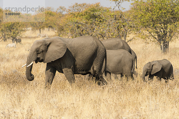 Afrikanische Elefanten (Loxodonta africana) mit Jungtieren ziehen durch trockenes Buschland  Etosha-Nationalpark  Namibia