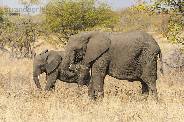 Zwei Afrikanische Elefanten (Loxodonta africana)  Etosha-Nationalpark  Namibia