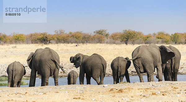 Afrikanische Elefanten (Loxodonta africana)  Elefantenherde von hinten beim Trinken an der Wasserstelle Rietfontein  Etosha-Nationalpark  Namibia