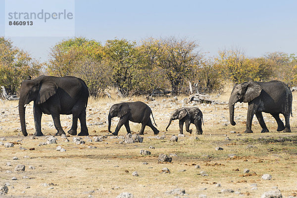 Afrikanische Elefanten (Loxodonta africana) mit Jungtieren nach dem Baden  bei der Wasserstelle Rietfontein  Etosha-Nationalpark  Namibia