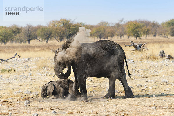 Afrikanische Elefanten (Loxodonta africana)  Elefantenkuh und Jungtier nehmen ein Staubbad  Etosha-Nationalpark  Namibia