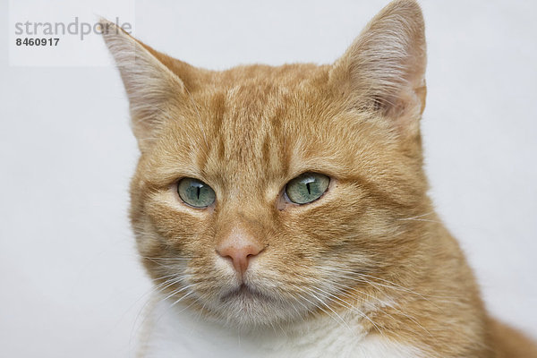 Katze (Felis silvestris catus)  rotgetigert  Portrait  Deutschland