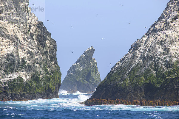 Die Shag Rocks  Inselgruppe im Südatlantik  Südgeorgien und die Südlichen Sandwichinseln  britisches Überseegebiet