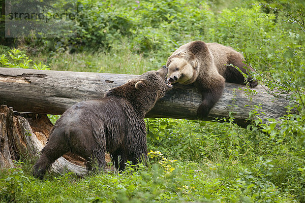 Europäische Braunbären (Ursus arctos) streiten sich  Gehegezone Nationalpark Bayerischer Wald  Neuschönau  Niederbayern  Bayern  Deutschland