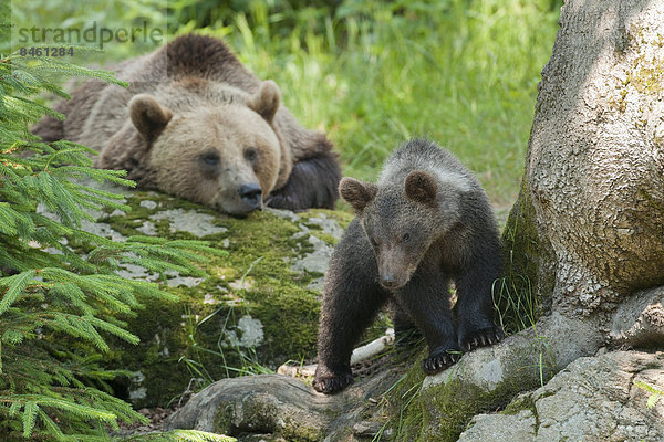 Europäische Braunbären (Ursus arctos)  Jungtier und Muttertier  Gehegezone Nationalpark Bayerischer Wald  Neuschönau  Niederbayern  Bayern  Deutschland