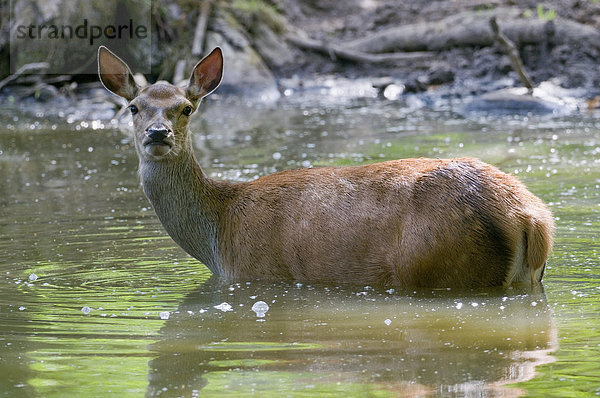 Rothirsch (Cervus elaphus)  Hirschkuh oder Rottier steht zur Abkühlung im Wasser  captive  Bayern  Deutschland