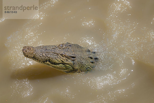 Salzwasserkrokodil  Leistenkrokodil oder Saltie (Crocodylus porosus)  Northern Territory  Australien