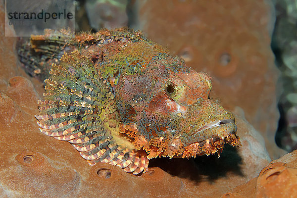 Fransen-Drachenkopf (Scorpaenopsis oxycephala) sitzt auf Schwamm  UNESCO Weltnaturerbe  Great Barrier Reef  Australien  Pazifik
