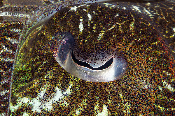 Auge  Breitarm-Sepia oder Breitkeulen-Sepia (Sepia latimanus)  UNESCO Weltnaturerbe  Great Barrier Reef  Australien  Pazifik