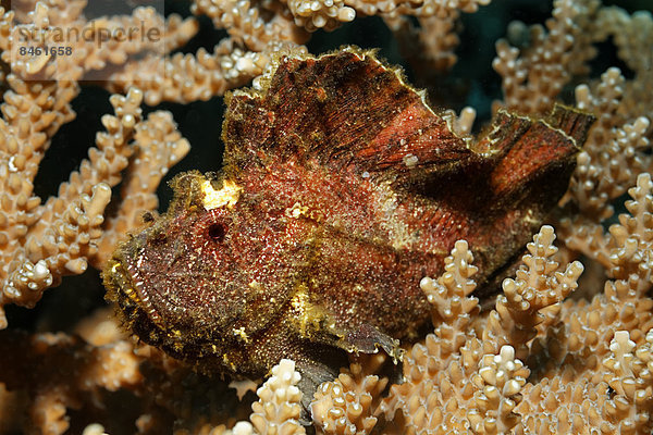 Blattfisch  Schaukelfisch (Taenianotus triacanthus) sitzt gut getarnt in Agropora Steinkoralle (Agropora sp.)  UNESCO Weltnaturerbe  Great Barrier Reef  Australien  Pazifik