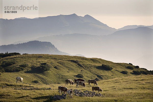 Kühe grasen auf Almwiese im Rofangebirge  bei Brandenberg  Tirol  Österreich