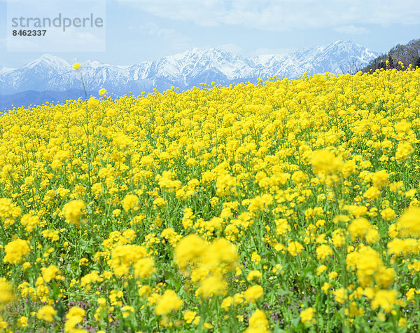 Blühen Sie Feld