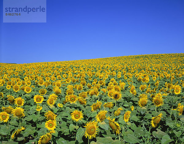 Sonnenblumen