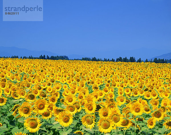 Sonnenblumen