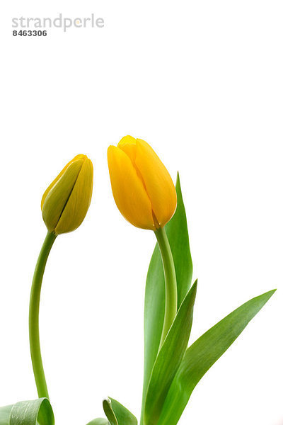 Tulip Blumen
