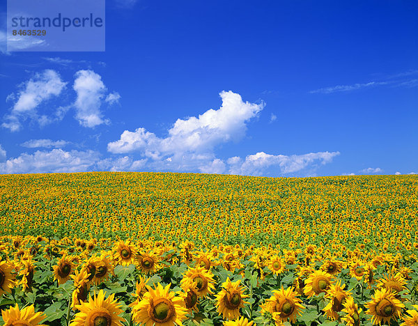 Bereich der Sonnenblumen