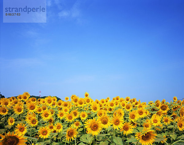 Sonnenblumen