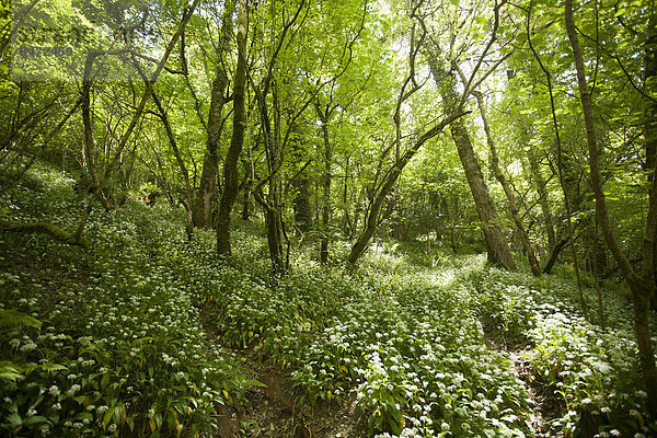 Wald im Dartmoor-Nationalpark  Lyndford  England  Großbritannien