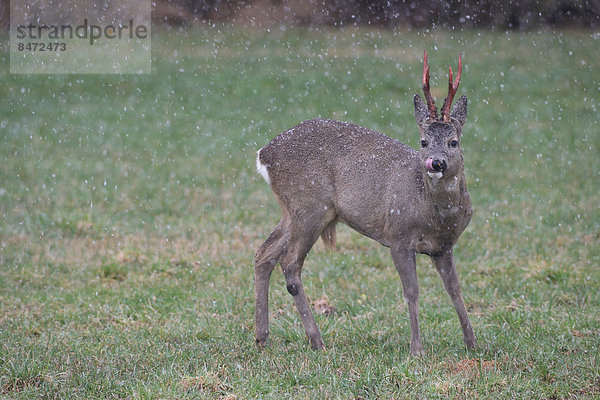 Reh (Capreolus capreolus)  Rehbock mit frisch verfegtem  noch rotem Gehörn  bei Schneefall  Bayern  Deutschland