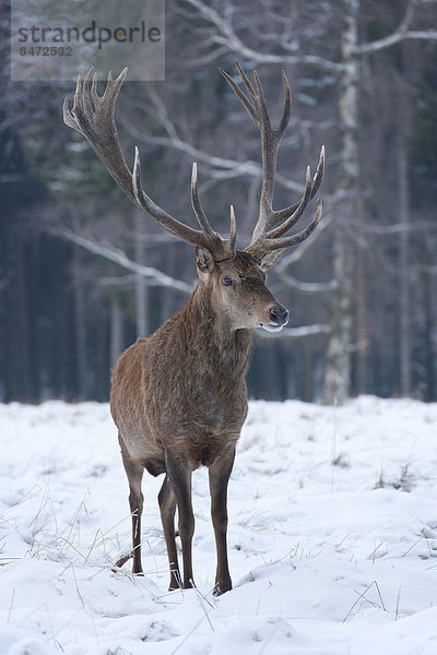 Rothirsch (Cervus elaphus)  mit Winterdecke oder Winterfell  steht im Schnee  captive  Sachsen  Deutschland