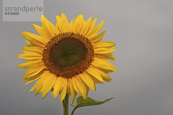 Sonnenblume (Helianthus annuus)  Deutschland