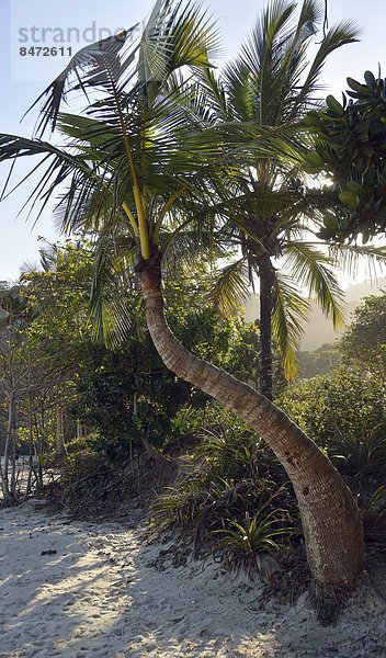 Kokospalme (Cocos nucifera)  Lopes Mendes Strand  Ilha Grande  Bundesstaat Rio de Janeiro  Brasilien