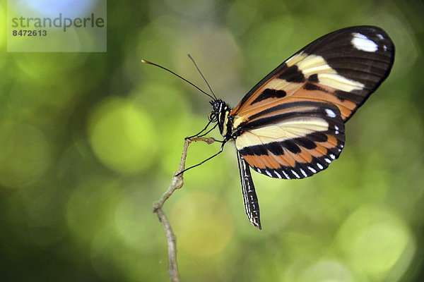 Tropischer Schmetterling  wahrscheinlich Melinaea ethra  Regenwald  Ilha Grande  Bundesstaat Rio de Janeiro  Brasilien