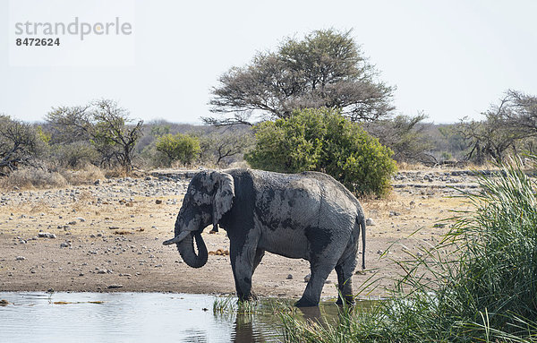 Afrikanischer Elefant (Loxodonta africana)  Wasserstelle Koinachas  Etosha-Nationalpark  Namibia