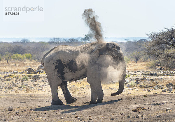 Afrikanischer Elefant (Loxodonta africana) nimmt Staubbad  Wasserstelle Koinachas  Etosha-Nationalpark  Namibia