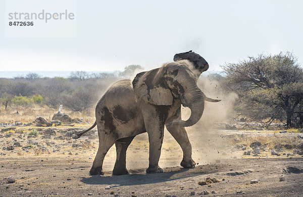 Afrikanischer Elefant (Loxodonta africana) nimmt Staubbad  Wasserstelle Koinachas  Etosha-Nationalpark  Namibia