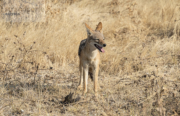 Schabrackenschakal (Canis mesomelas) mit erlegtem Perlhuhn als Beute  Etosha-Nationalpark  Namibia