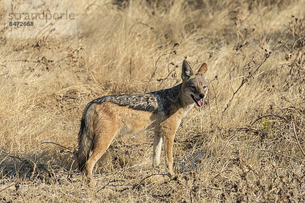 Schabrackenschakal (Canis mesomelas) mit erlegtem Perlhuhn als Beute  Etosha-Nationalpark  Namibia