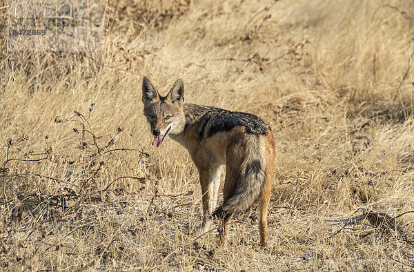 Schabrackenschakal (Canis mesomelas) mit Perlhuhn als Beute  Etosha-Nationalpark  Namibia