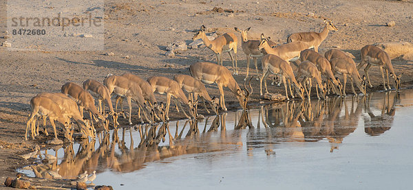 Herde Schwarznasenimpalas (Aepyceros melampus petersi) trinkt am Wasser  Wasserstelle Chudop  Etosha-Nationalpark  Namibia