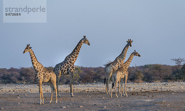 Giraffen (Giraffa camelopardis)  Wasserstelle Chudop  Etosha-Nationalpark  Namibia