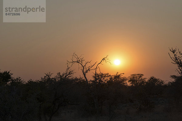 Sonnenuntergang  Etosha-Nationalpark  Namibia