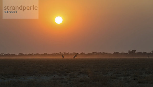Giraffen (Giraffa camelopardis) bei Sonnenuntergang  Etosha-Nationalpark  Namibia