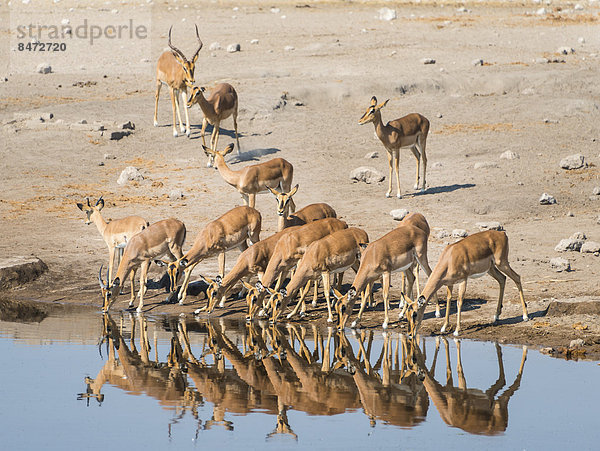Impalaherde beim Trinken  Schwarznasenimpala (Aepyceros melampus petersi)  Wasserstelle Chudop  Etosha Nationalpark  Namibia